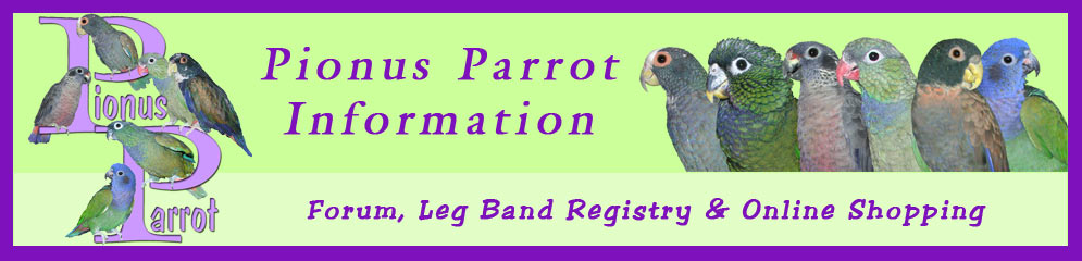 Pionus Parrot's Website -  Pionus Babies, Information, Toy Catalog, Forum and many other things! www.pionusparrot.com