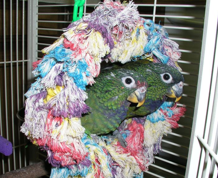 Young Maximilian Pionus